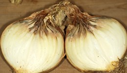Evaluating onion neck rot seed treatments